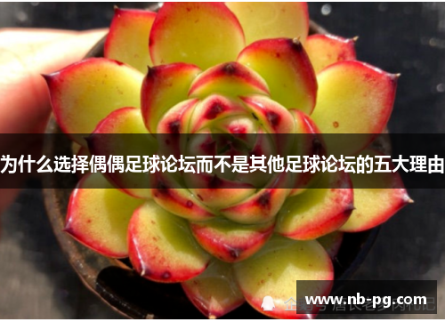 为什么选择偶偶足球论坛而不是其他足球论坛的五大理由